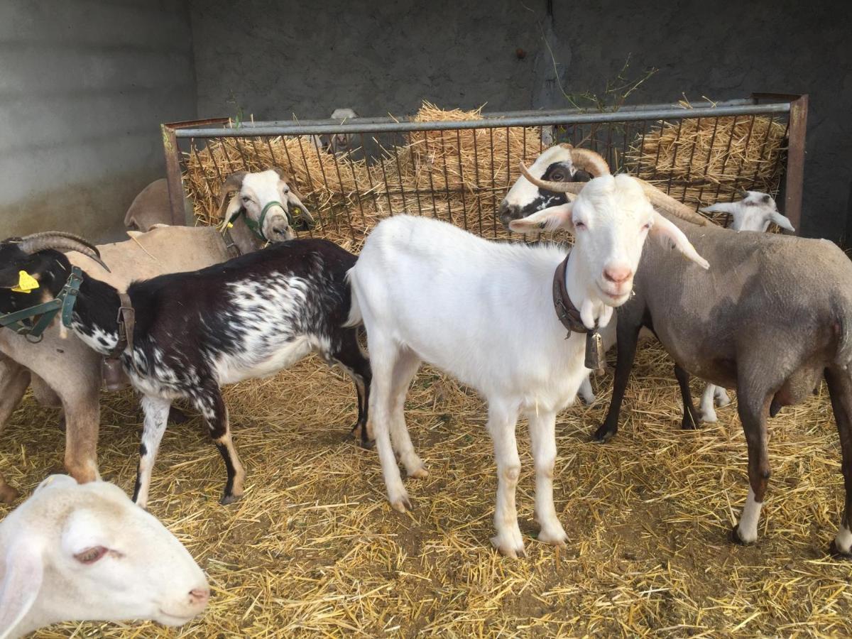 منزل الضيف Laroya  في Reul Alto Cortijos Rurales المظهر الخارجي الصورة