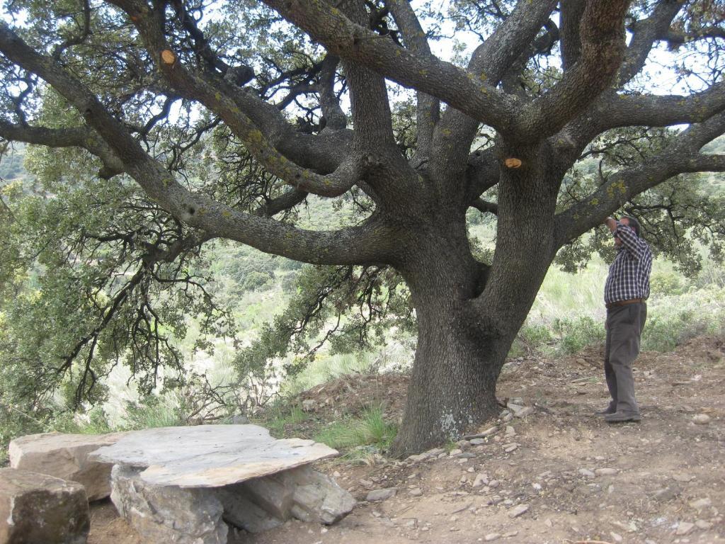 منزل الضيف Laroya  في Reul Alto Cortijos Rurales الغرفة الصورة